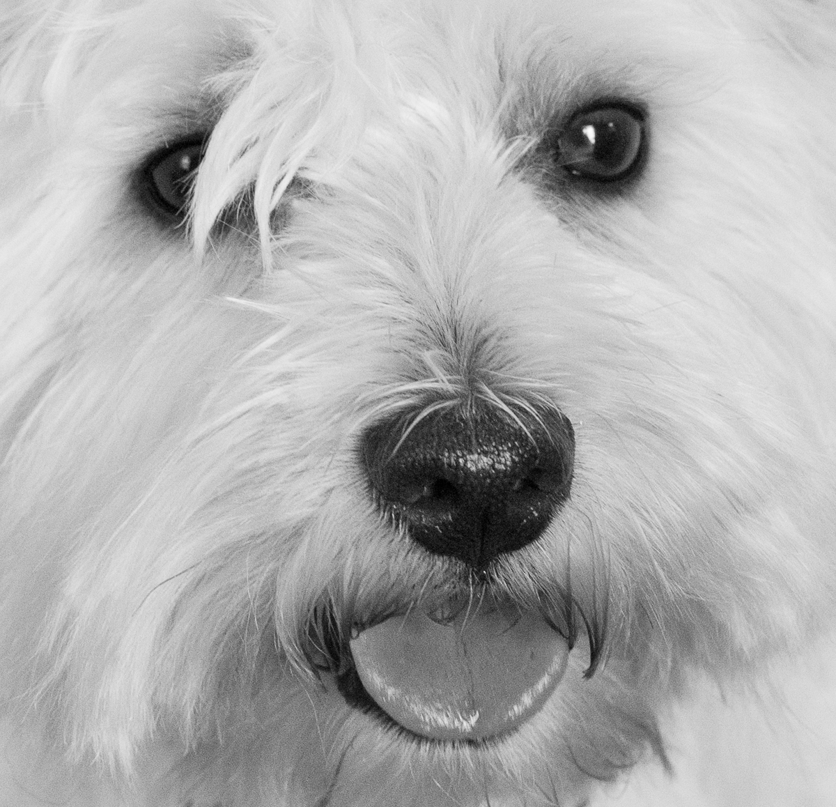 RIVIERA DOGS Wash and Brush Up Westie