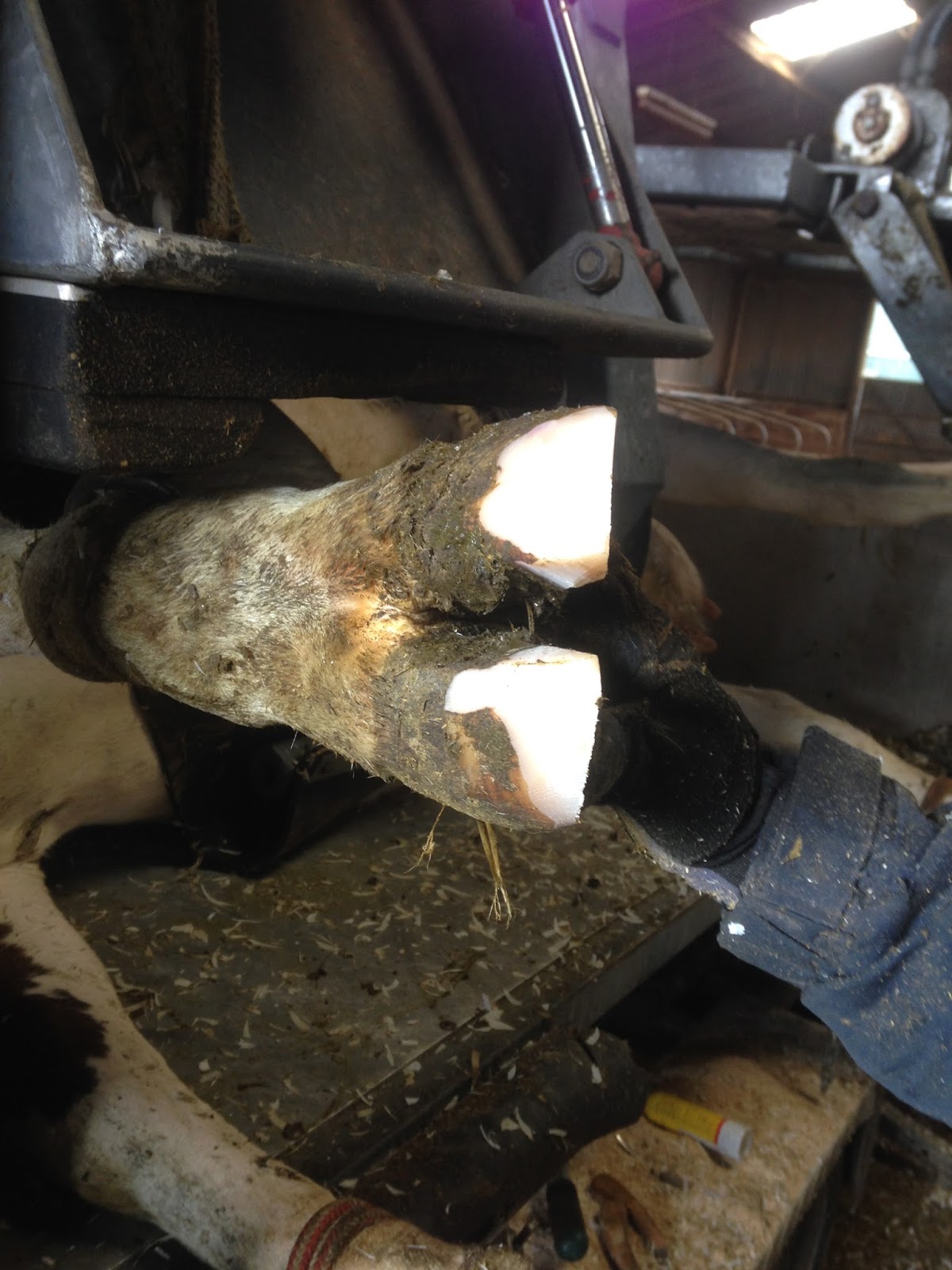 Hoof Trimming Vet in Training