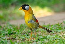 Foto Burung Panca Warna Jantan