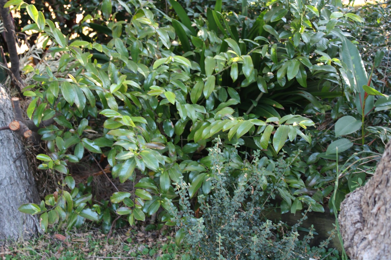 Native Laurel If Only All Weeds Were This Good Steemit