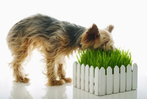 Why Dogs Eat Grass Roots Why Dogs Eat Grass Roots