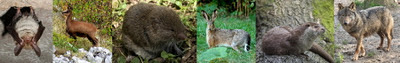 Fauna - Fauna Iberica. Fauna Española - mamiferos especies, fichas de mamiferos, numero de especies de mamiferos, mamiferos carnivoros, clasificacion mamiferos, buscar animales mamiferos, todos los mamiferos, caracteristicas de los mamiferos, lista de mamiferos, mamiferos caracteristicas principales, mamiferos tipos, fotos de mamiferos, los mamiferos terrestres, mamiferos clases, caracteristicas principales de los mamiferos, imagenes mamiferos, clase de mamiferos, imagen de mamiferos - http://spanishfauna.blogspot.com.es Fauna - Fauna Iberica. Fauna Española - mamiferos especies, fichas de mamiferos, numero de especies de mamiferos, mamiferos carnivoros, clasificacion mamiferos, buscar animales mamiferos, todos los mamiferos, caracteristicas de los mamiferos, lista de mamiferos, mamiferos caracteristicas principales, mamiferos tipos, fotos de mamiferos, los mamiferos terrestres, mamiferos clases, caracteristicas principales de los mamiferos, imagenes mamiferos, clase de mamiferos, imagen de mamiferos - http://spanishfauna.blogspot.com.es