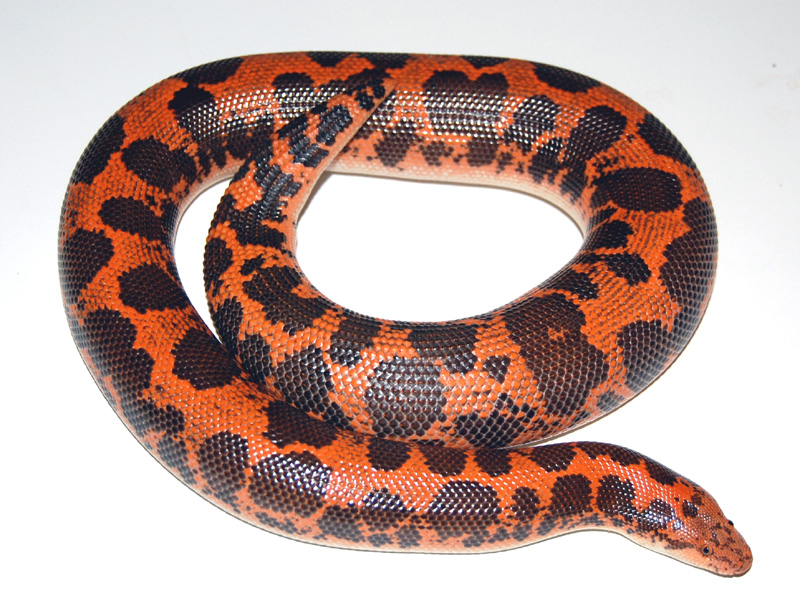 The Joys of Reptile Keeping and Awesome Reptiles Boas