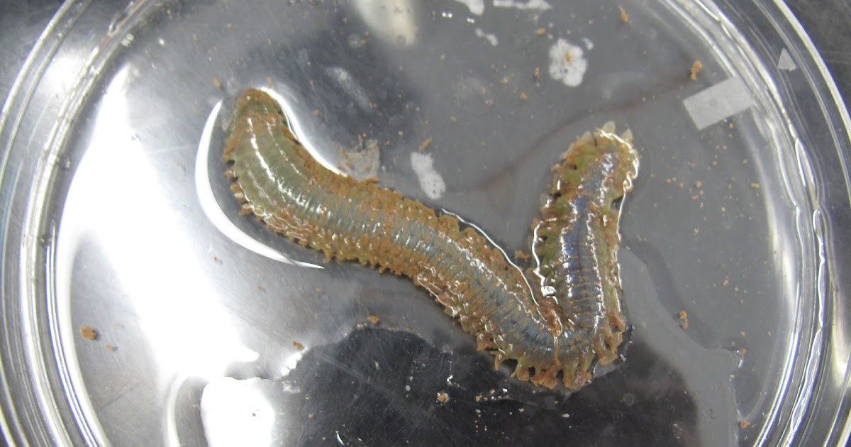 Between the Tides of Nova Scotia: Nereis Succinea (Clam Worm)