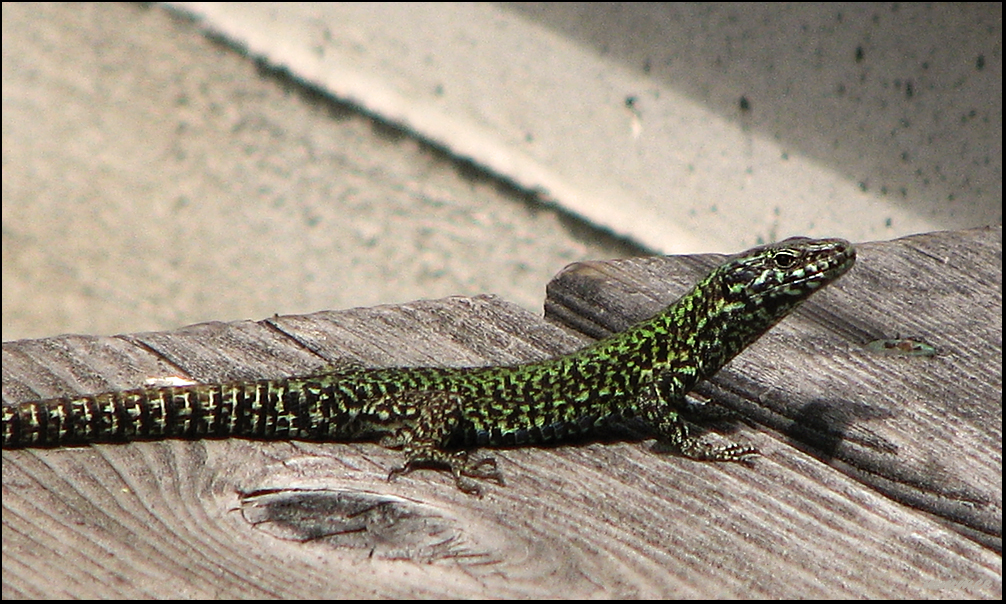My Garden European Wall lizards