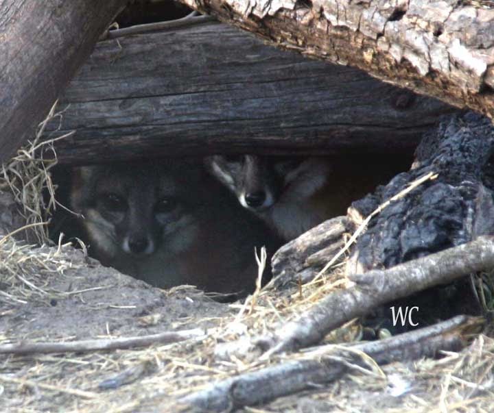 Friends of the Island Fox An Island Fox Den