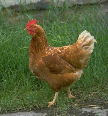 Ayam Betina Sri Lanka Beranak Dan Tidak Seperti Biasanya Bertelur Ayam Betina Sri Lanka Beranak Dan Tidak Seperti Biasanya Bertelur