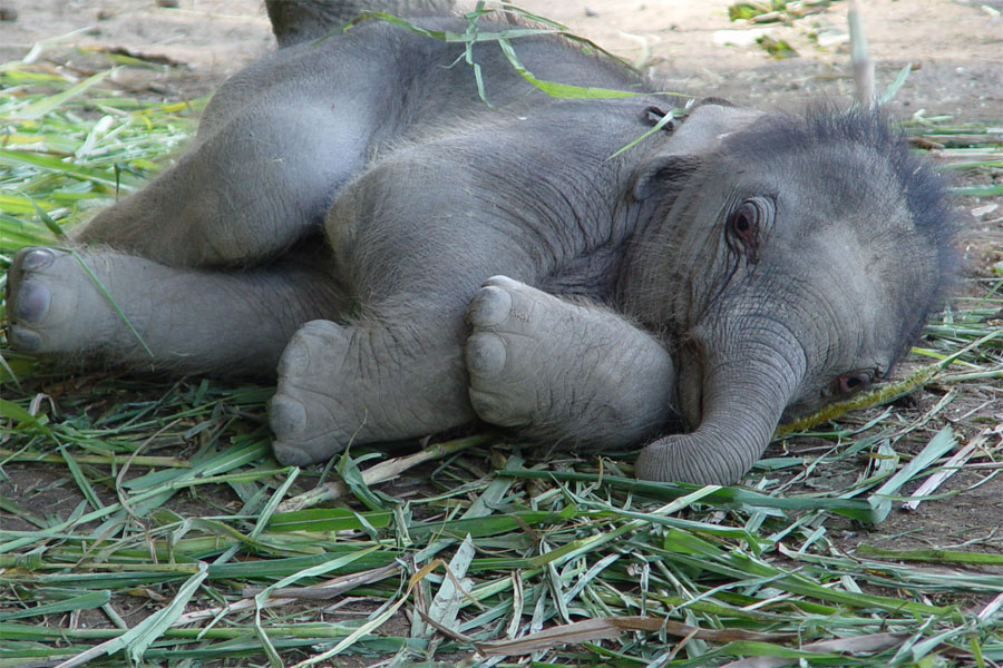 elephants baby