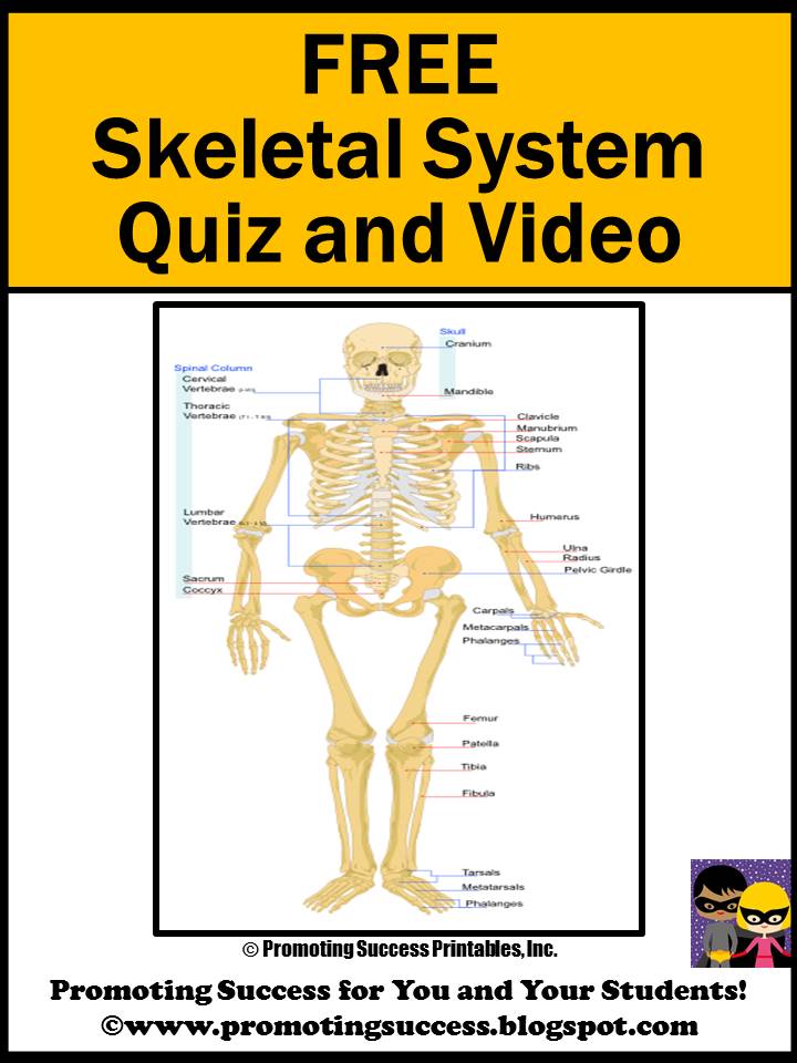 skeletal system www.promotingsuccess.blogspot.com