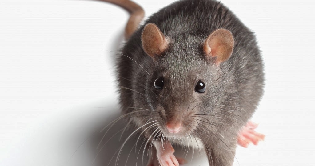 Huge Rat Attacks Cat Fun Animals Wiki, Videos, Pictures, Stories