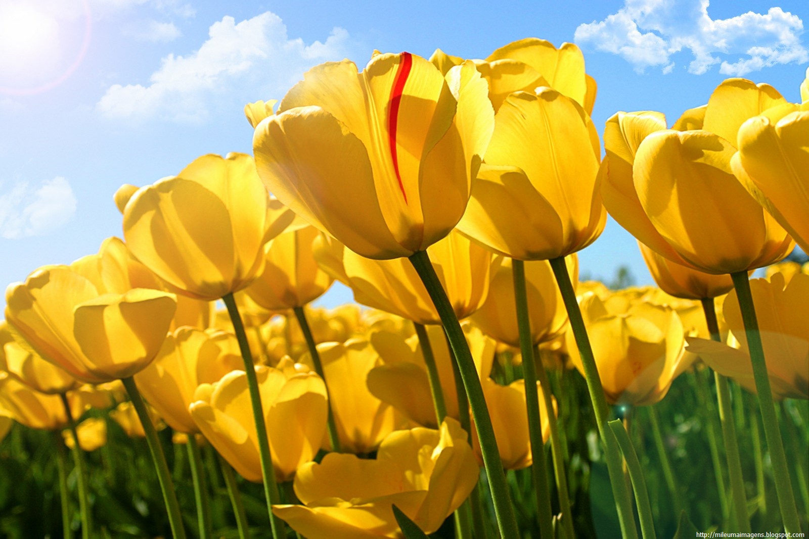 ♥ MIL E UMA IMAGENS♥ : Tulipas