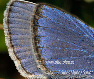 DETALLE ALAR DE P. CELINA Y P. ICARUS