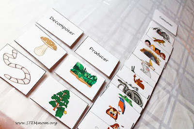 Categorize into decomposers, producers and consumers: Free Food Chain Activity Cards from STEMmom.org