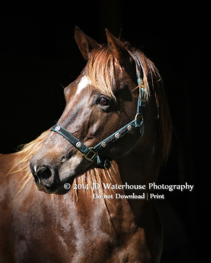 JD Waterhouse Photography