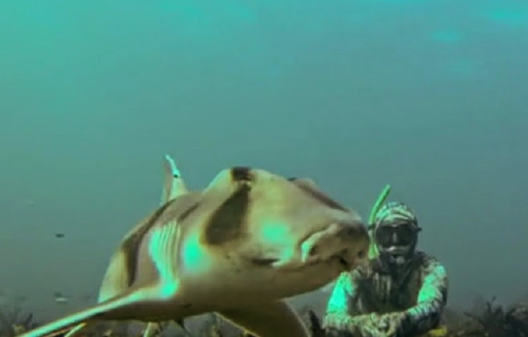 Port Jackson shark (bullhead) swimming along in Gordon's Bay Port Jackson shark (bullhead shark) swimming along in Gordon's Bay Sydney Australia