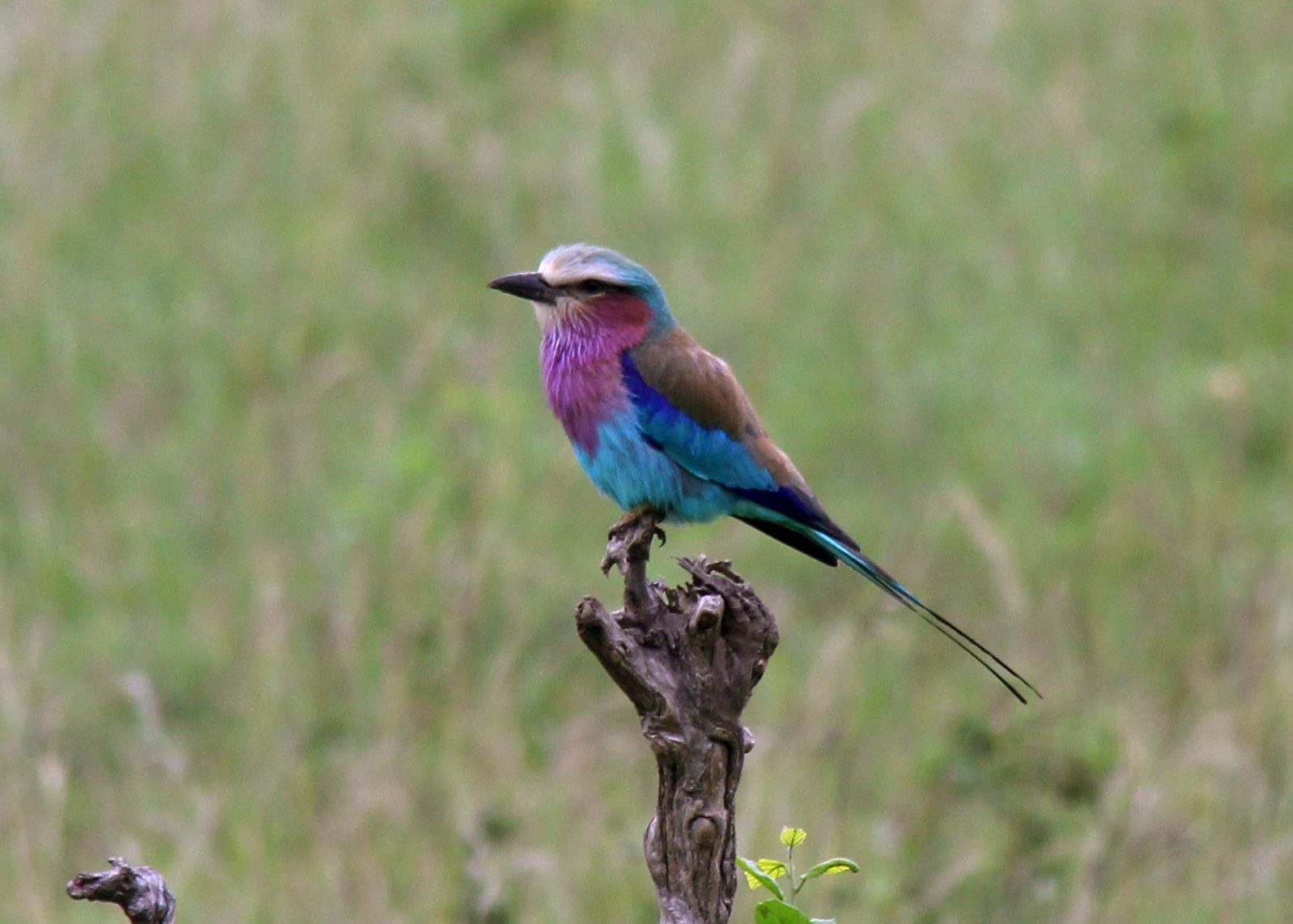 Lilac Crested Roller
