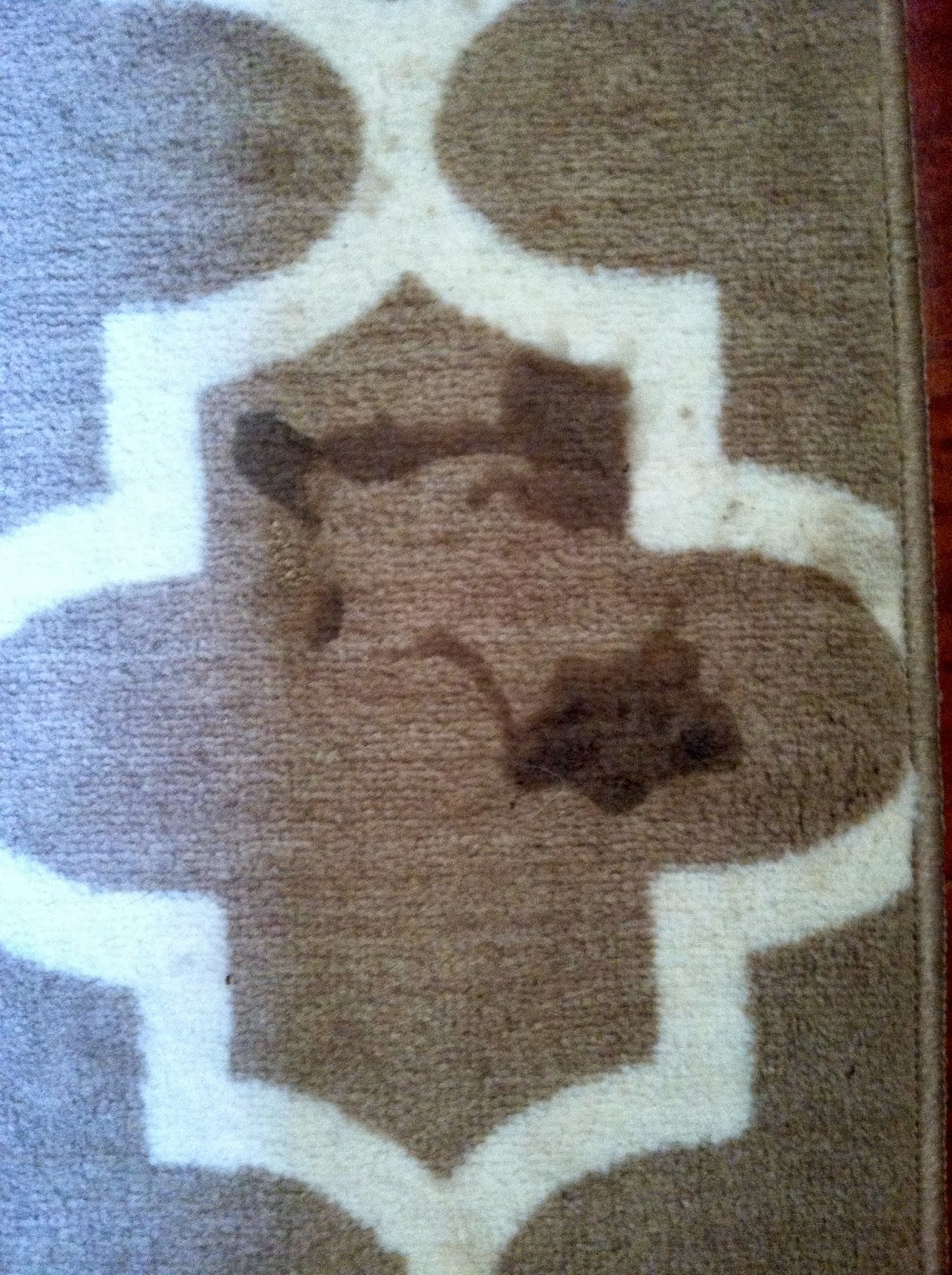 Musings and Ramblings of a Busy Mom All Natural Carpet Stain Remover