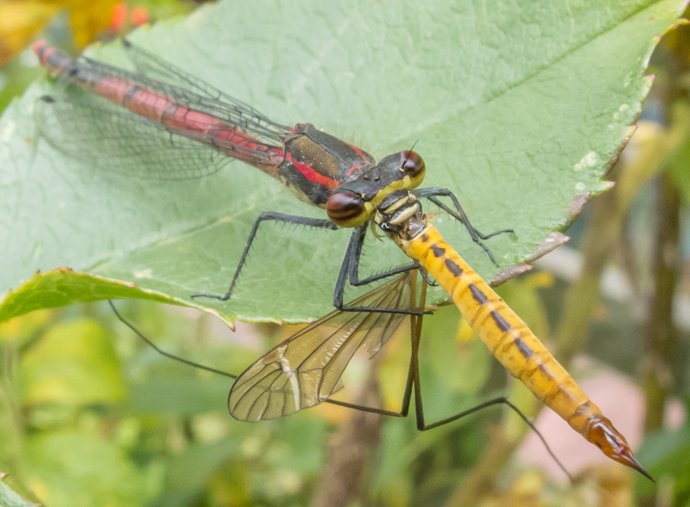 Ann Miles Photography Damselfly Eating Cranefly