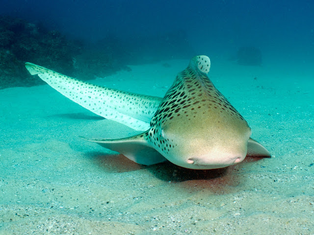 zebra shark photos zebra shark photos