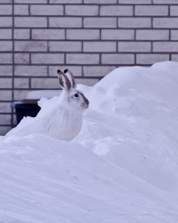 Jackrabbit - photo by Shelley Banks 