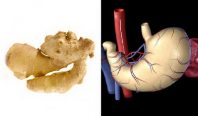 Frutas y Verduras Vs El Cuerpo Humano Similitudes Frutas y Verduras Vs El Cuerpo Humano Similitudes