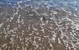 Πνίγηκε λευκός καρχαρίας από θαλάσσιο λέοντα! Δείτε το βίντεο! Πνίγηκε λευκός καρχαρίας από θαλάσσιο λέοντα! Δείτε το βίντεο!