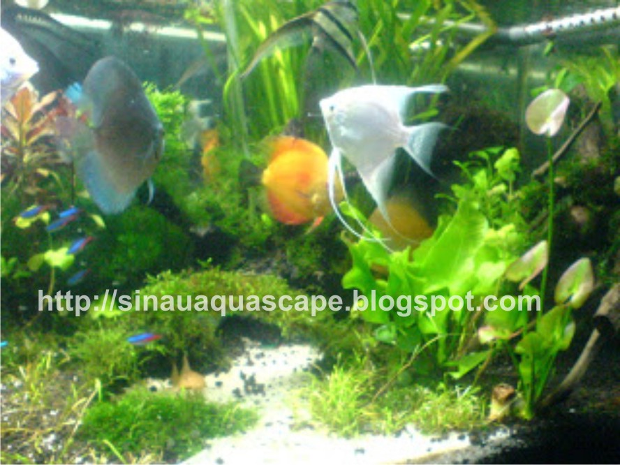 Membuat Aquascape Sederhana