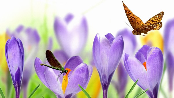 Cute Butterfly with Flowers Pictures Widescreen