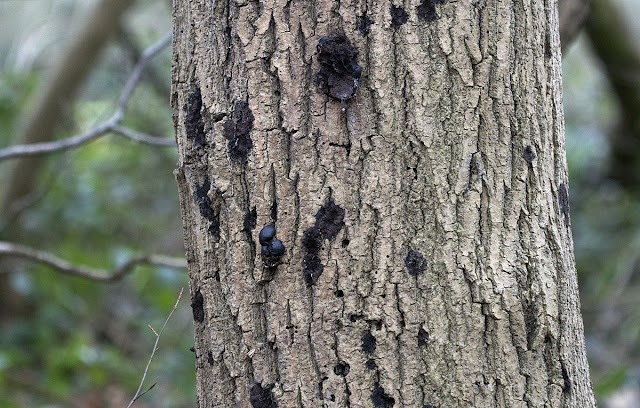 King Alfred's Cakes, or Cramp Balls, Daldinia concentrica, growing on a dead Ash. High Elms Country Park, 10 January 2012. King Alfred's Cakes, or Cramp Balls, Daldinia concentrica, growing on a dead Ash. High Elms Country Park, 10 January 2012.