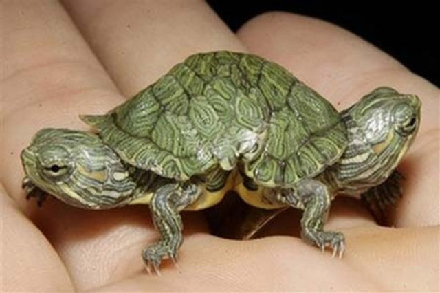 Animals with Two Heads, by PModels.blog Animals with Two Heads