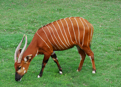 http://4.bp.blogspot.com/-_j9ZRf6uveg/UjwY0ZM7T1I/AAAAAAAAAIs/Gl-c6cm4UCY/s1600/Bongo+Antelope.jpg