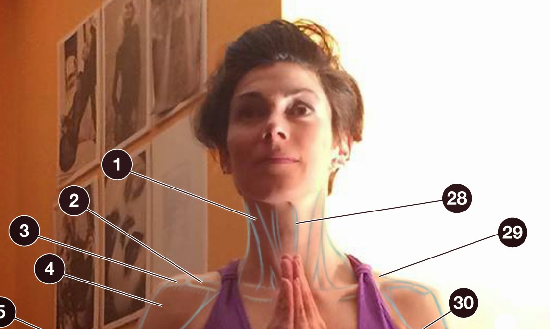 Human Anatomy for the Artist