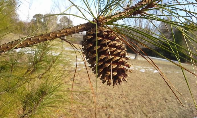 A solitary pinecone