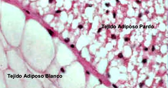 BIOLOGÍA: HORMONAS LIBERADAS POR EL CORAZÓN ESTIMULAN EL BIOLOGÍA: HORMONAS LIBERADAS POR EL CORAZÓN ESTIMULAN EL