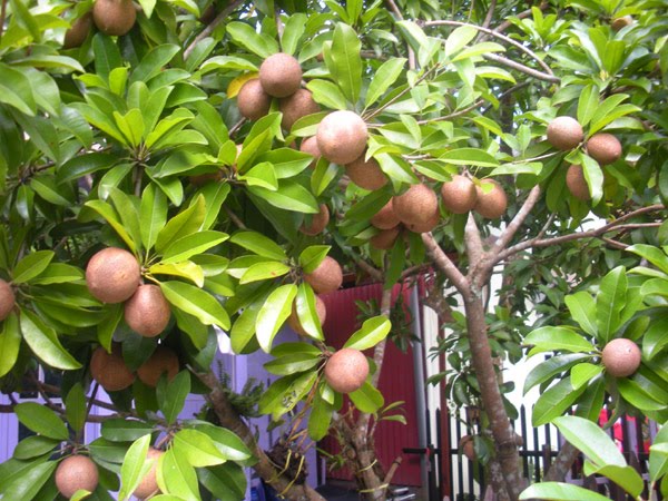 Mencangkok Tanaman Buah | Ficus benyamina