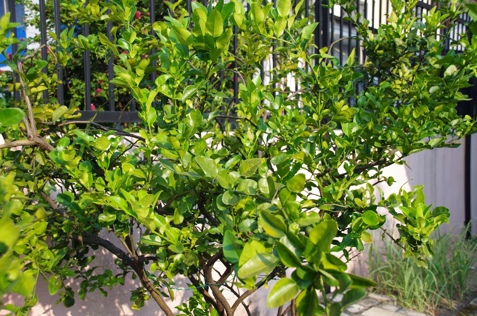 Trees and Plants Kaffir Lime