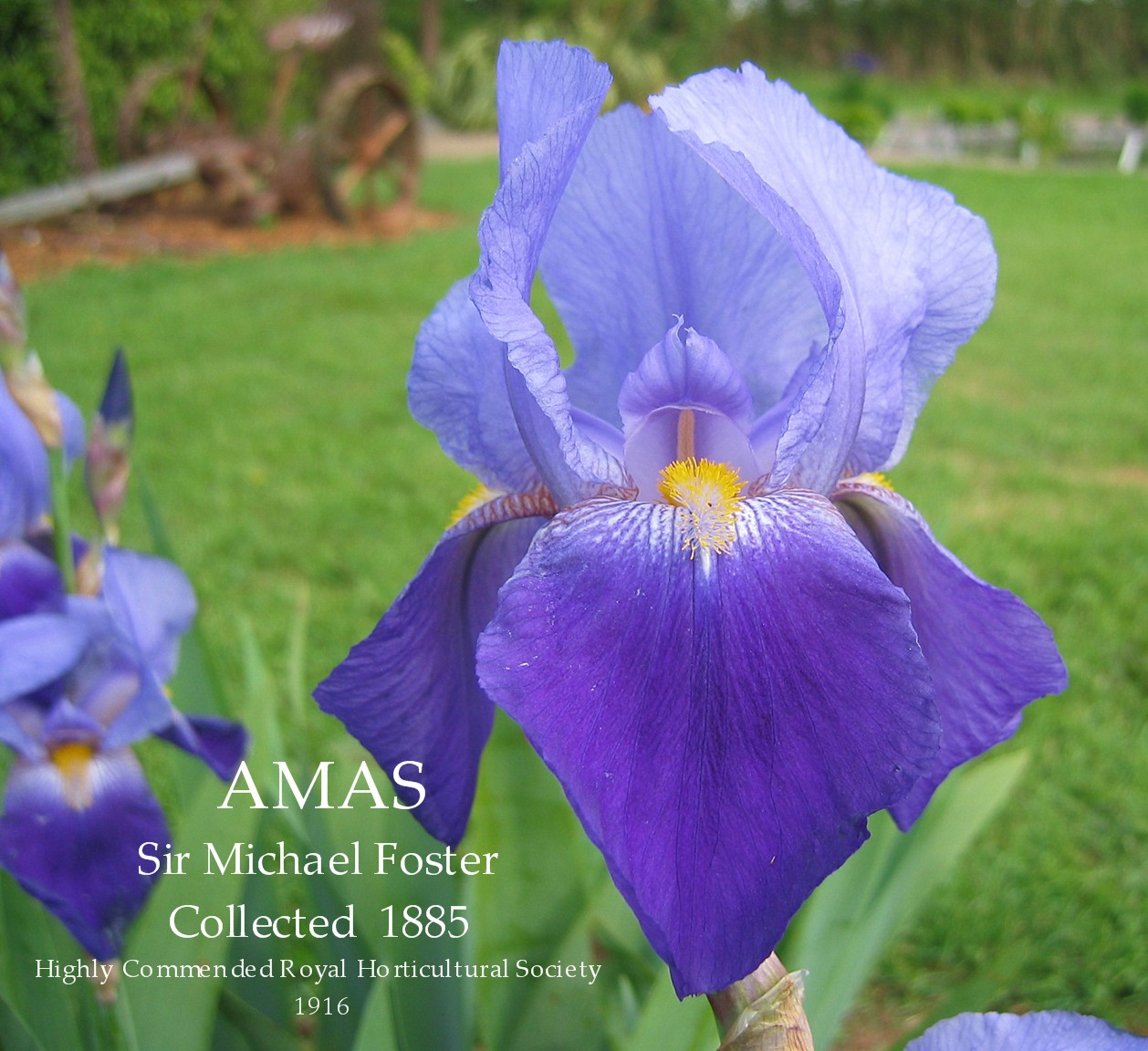 Historic Tall Bearded Iris AMAS HERITAGE IRISES
