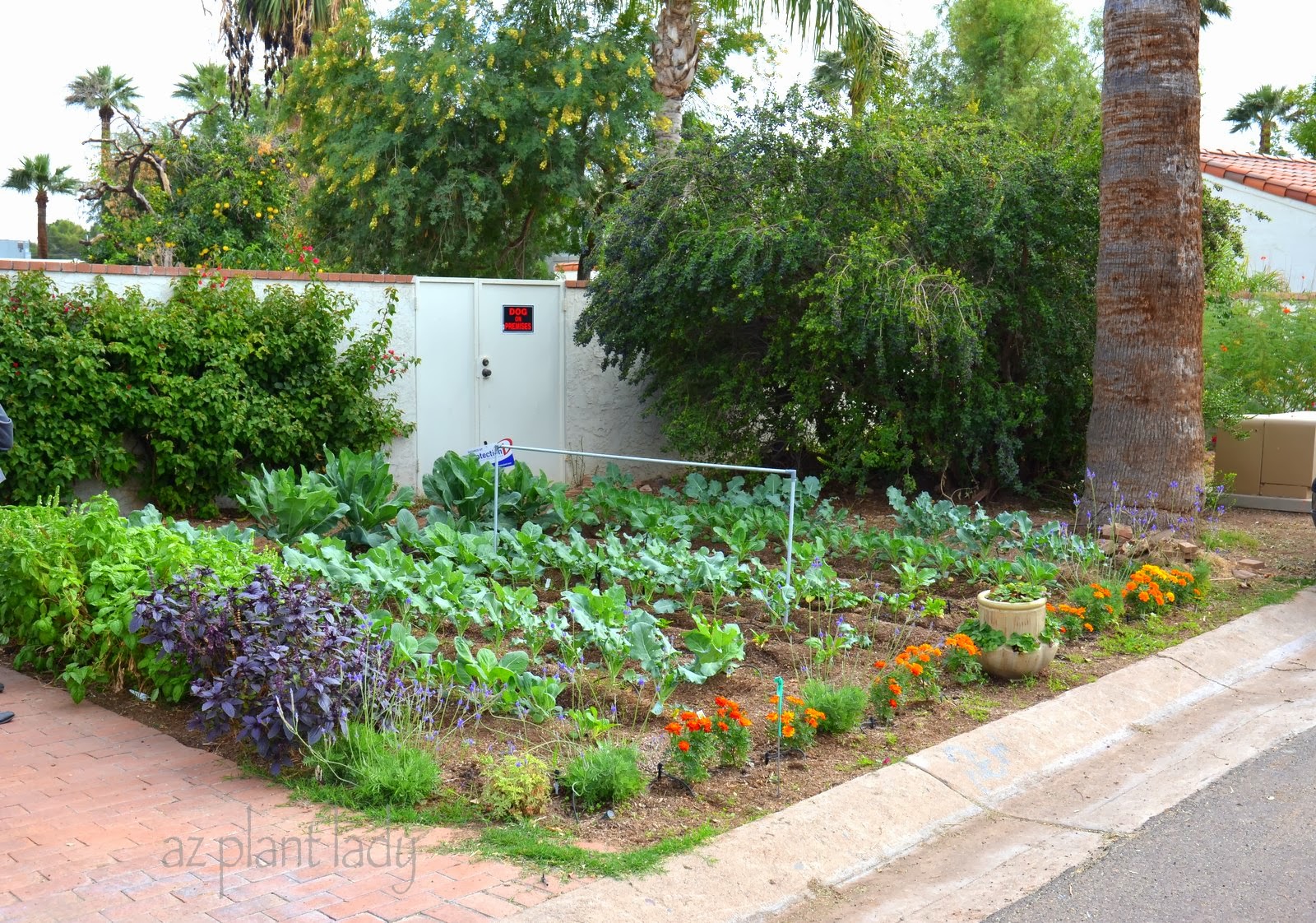 Vegetable Gardens In Unexpected Places Ramblings From A Desert