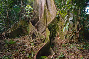 Rainforest Coloring Pages Rainforest Coloring Pages
