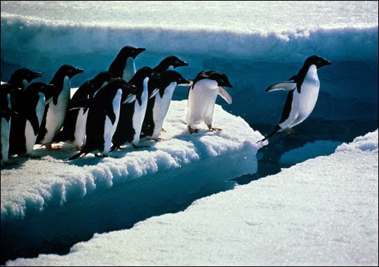 The GREEN MARKET ORACLE: Penguins Suffereing from the Effects of