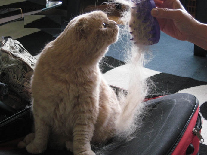 persian cat hair fall problem