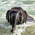 UNA CRIA DE ELEFANTE JUGANDO EN LA PLAYA: LAS FOTOS MAS TIERNAS DE UN ELEFANTITO