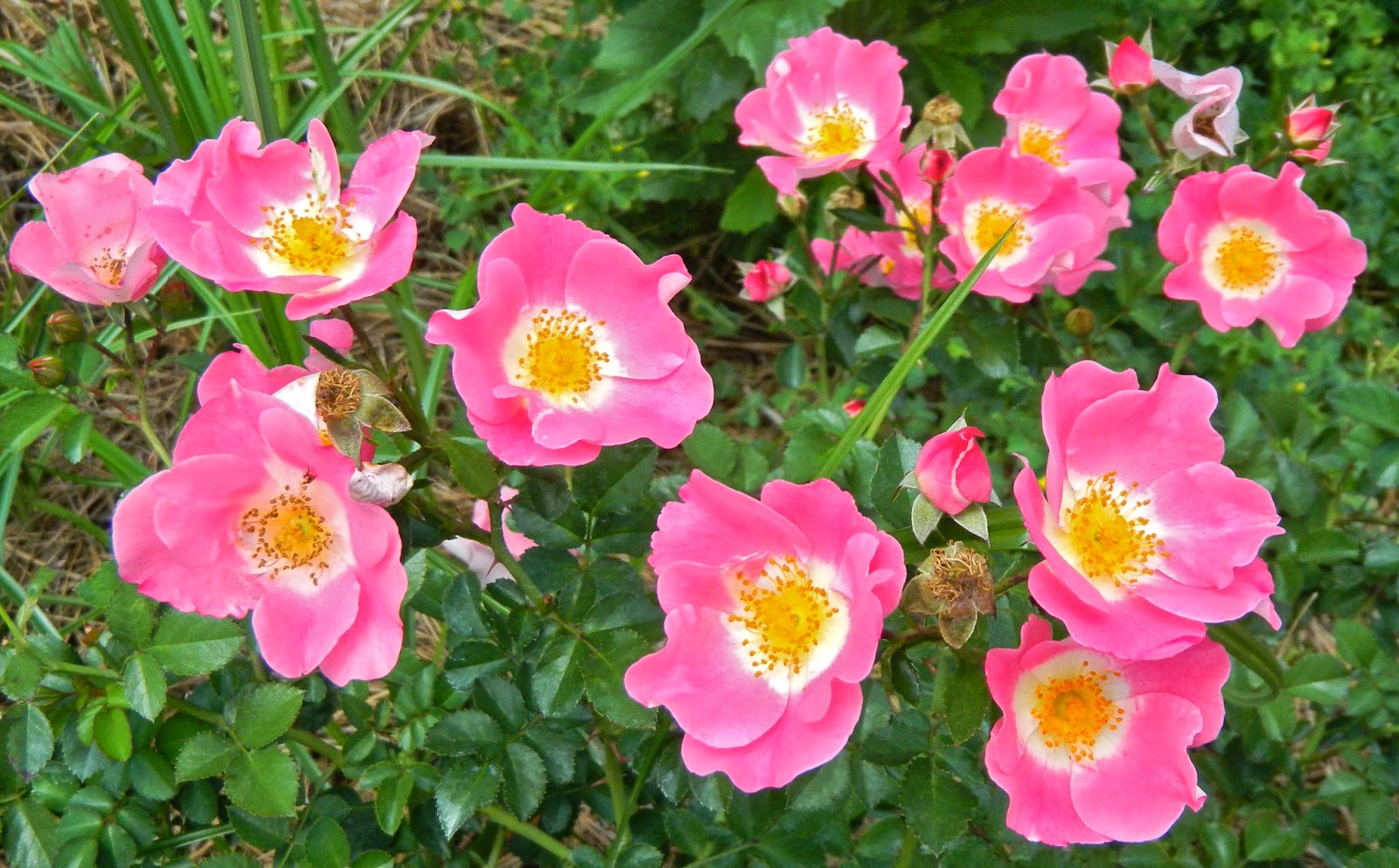 Copyright 2014 Frances J. Pearce "Carefree Delight" roses at Edisto Memorial Gardens