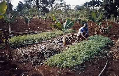 Problems Of Agriculture