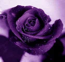 Royal rose (purple)