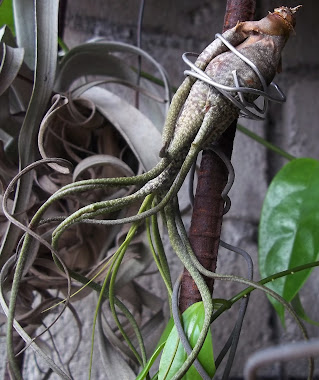 Tillandsia butzii, an ant plant from the American Bromeliaceae family