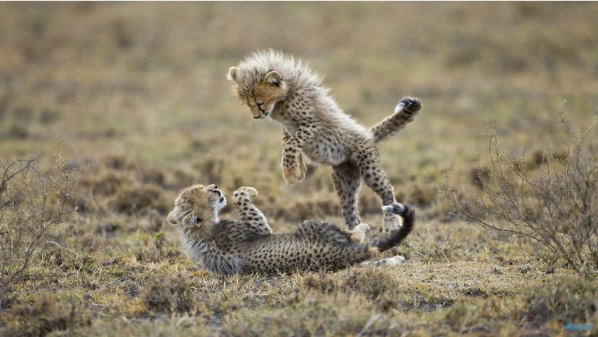 Cheetah Cubs PlayingCheetah Cubs Playing | Most Beautiful Images