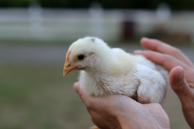 Broiler chick day 13