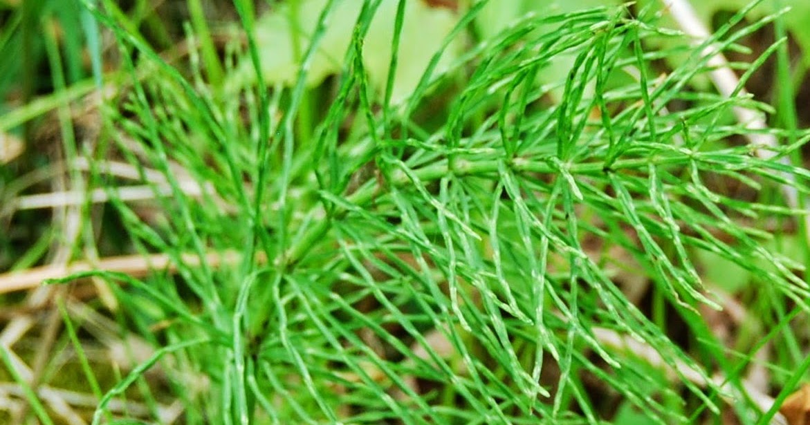 Herbs, Health and History Horsetail