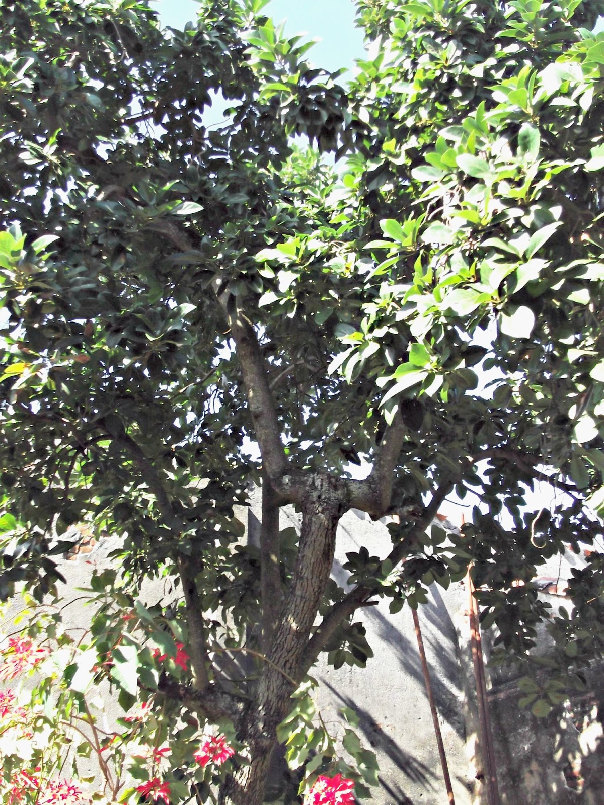 BLOG DE MANUEL SÁNCHEZ DALAMA: LOS ÁRBOLES DE MI VIDA